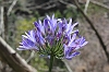 IMG_0373_Agapanthus